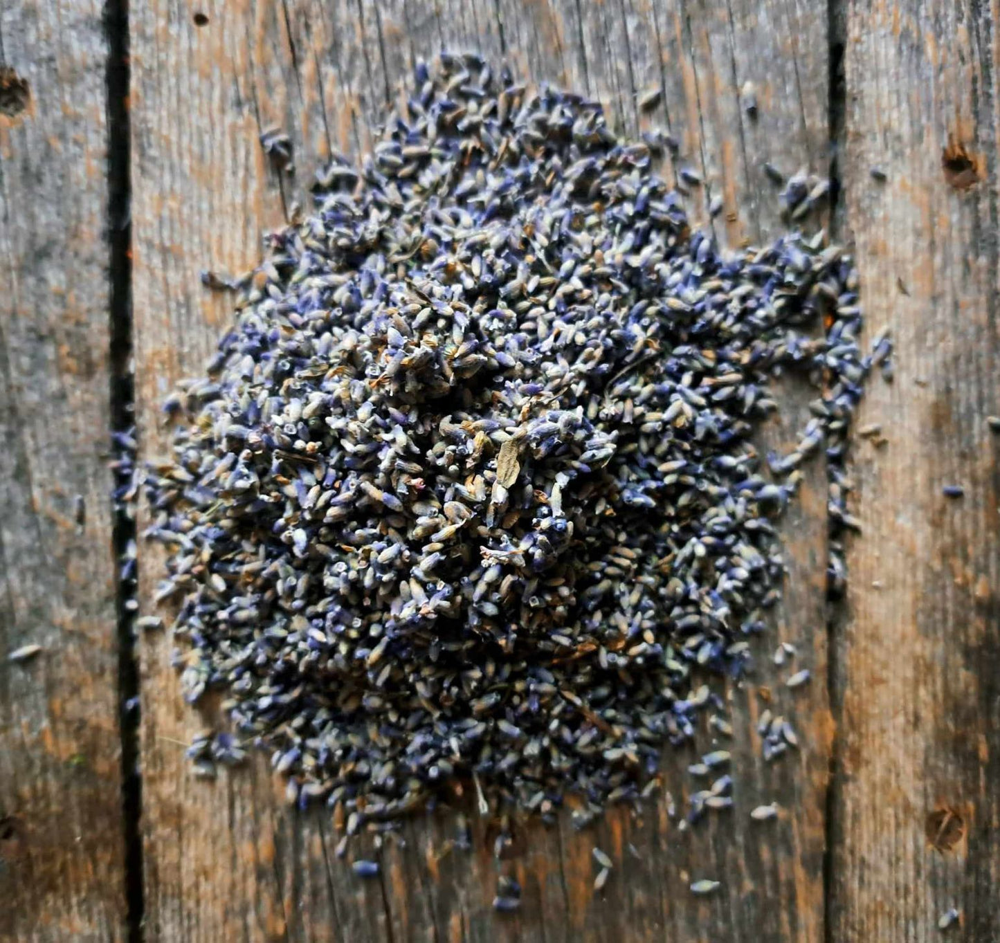 Lavande - Lavandula angustifolia
