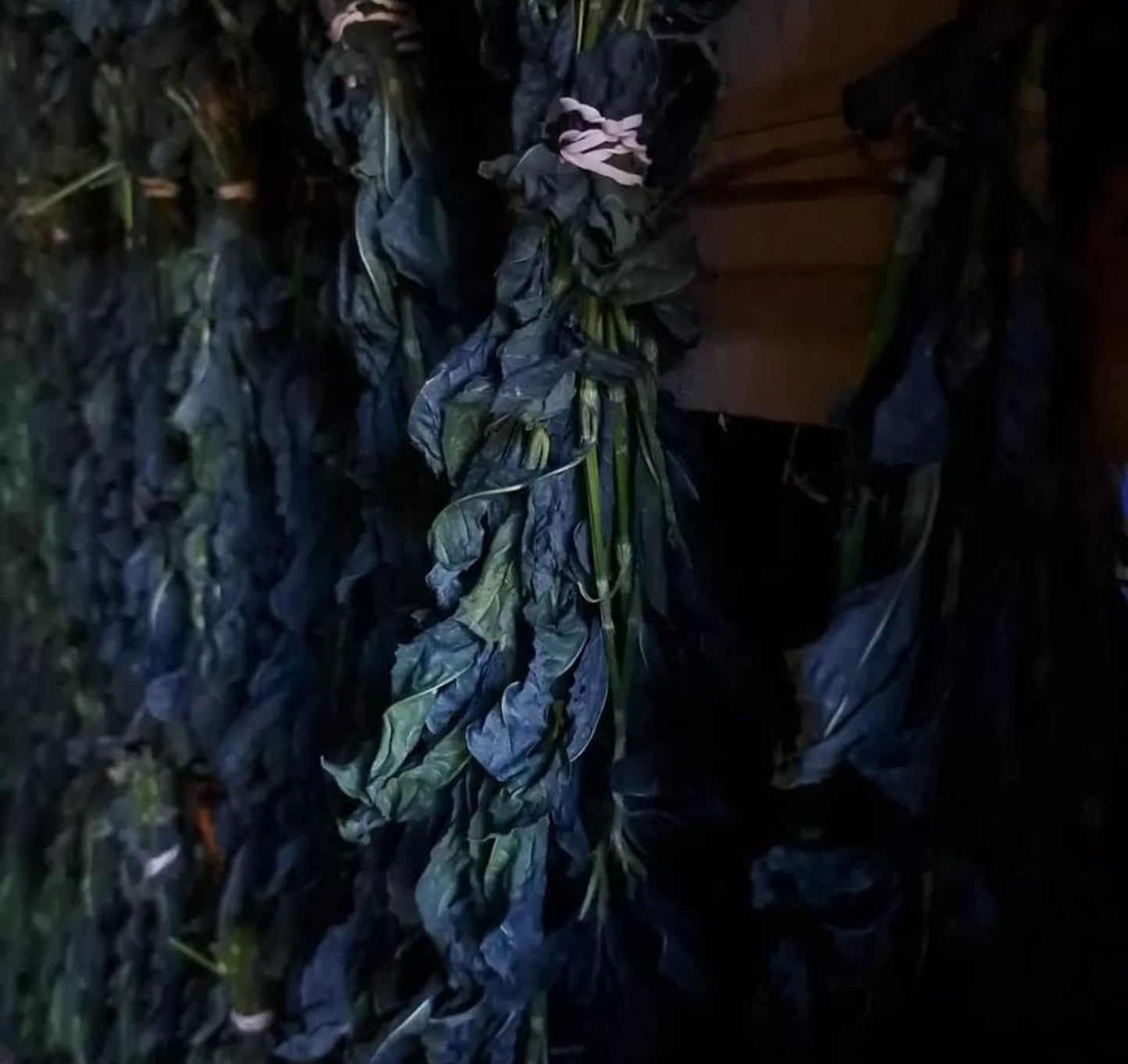 Visite au cœur de l'indigo & des plantes tinctoriales