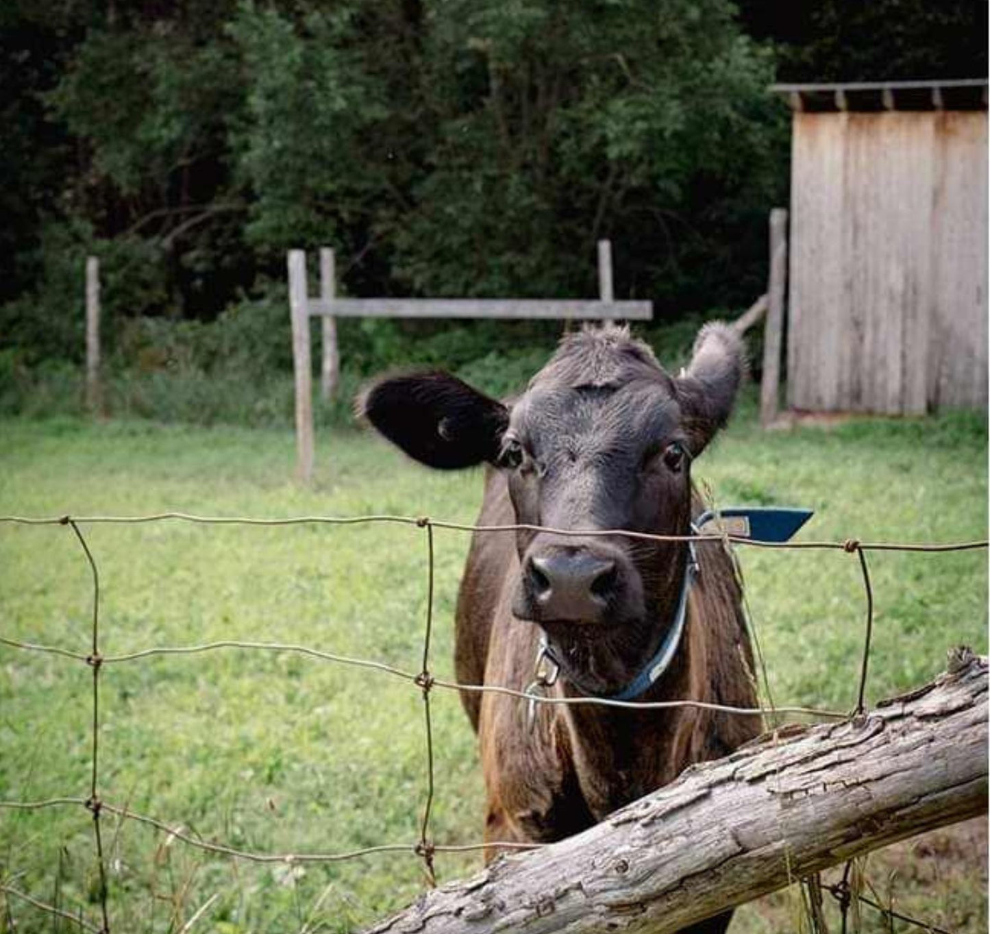 Visite au cœur de l'indigo & des plantes tinctoriales