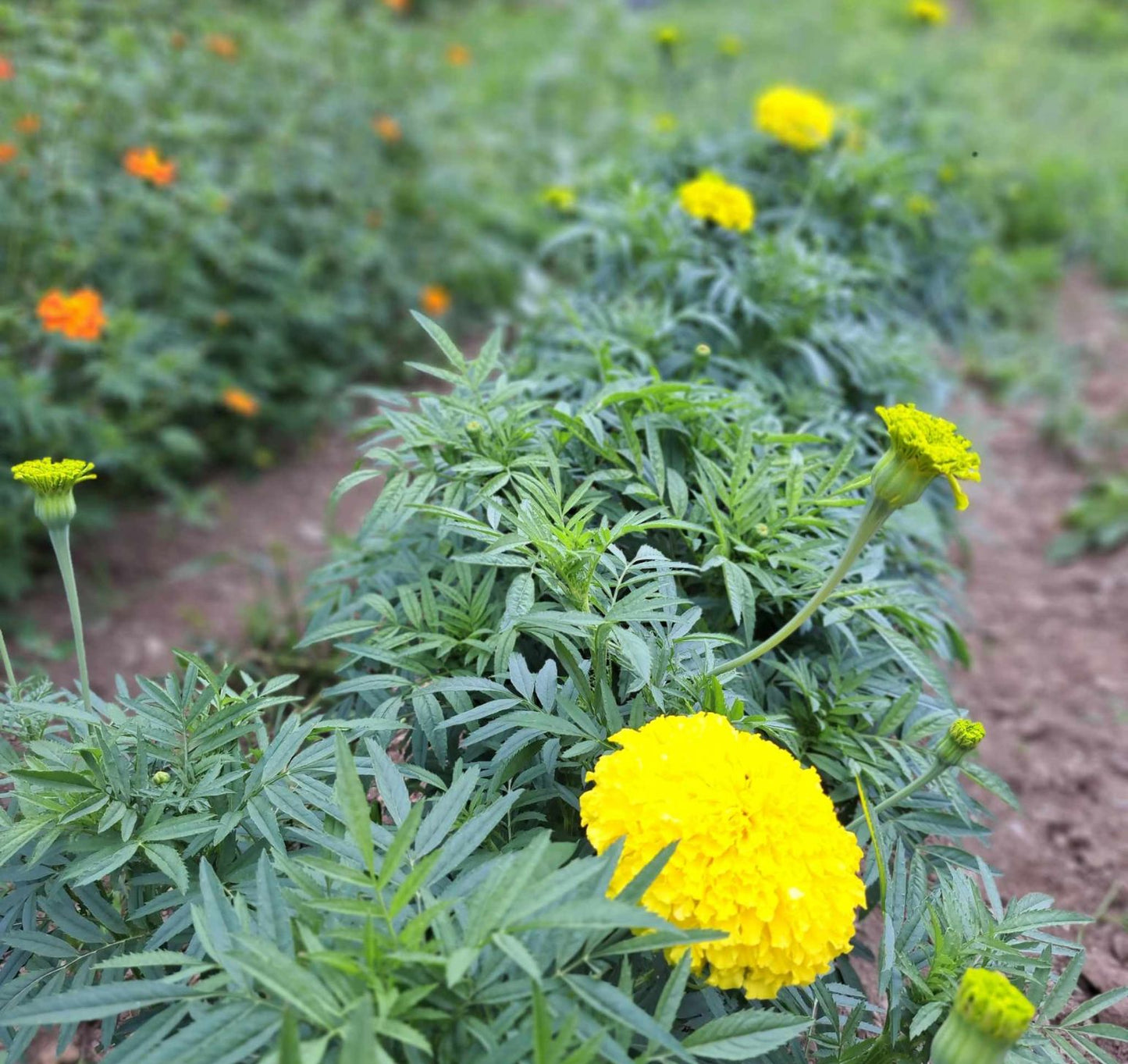 Visite au cœur de l'indigo & des plantes tinctoriales
