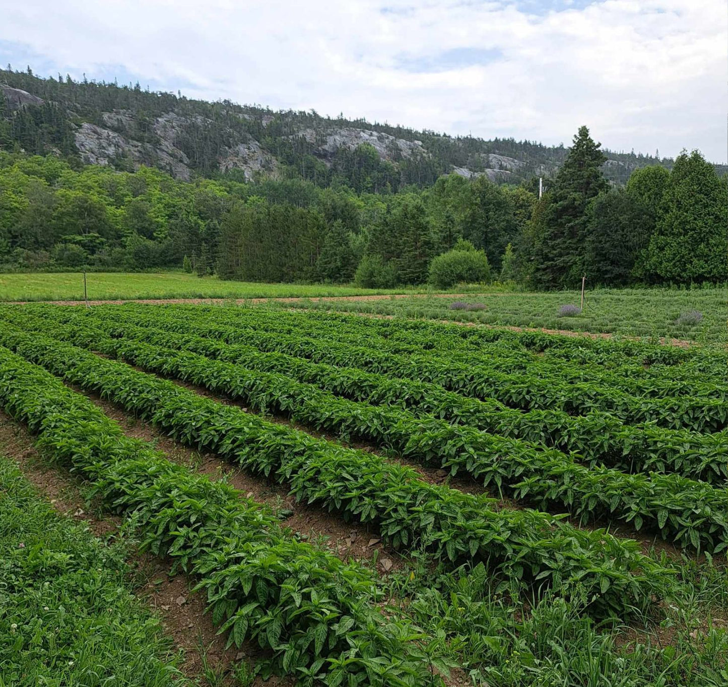Visite au cœur de l'indigo & des plantes tinctoriales