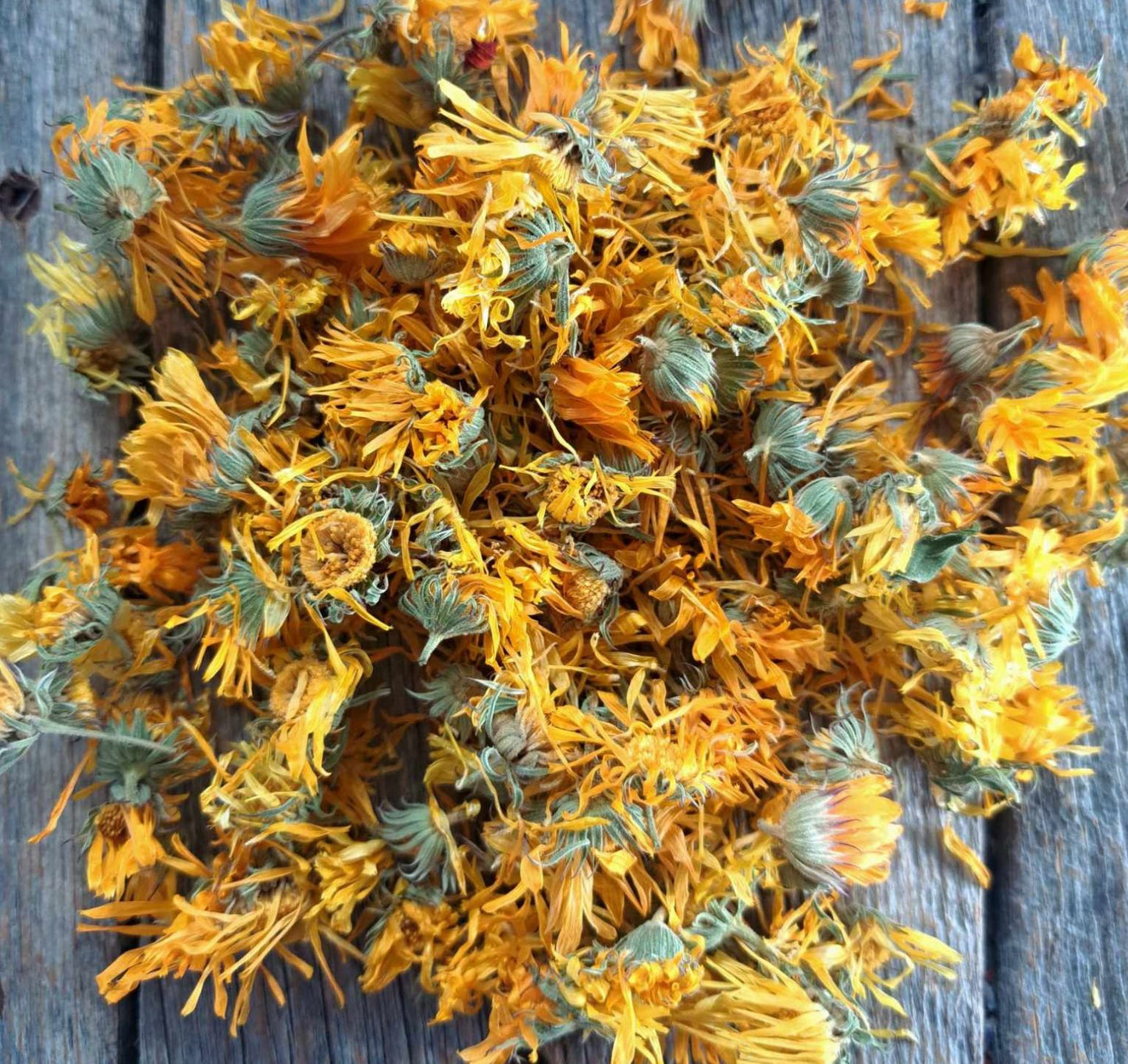 Calendule - Calendula officinalis