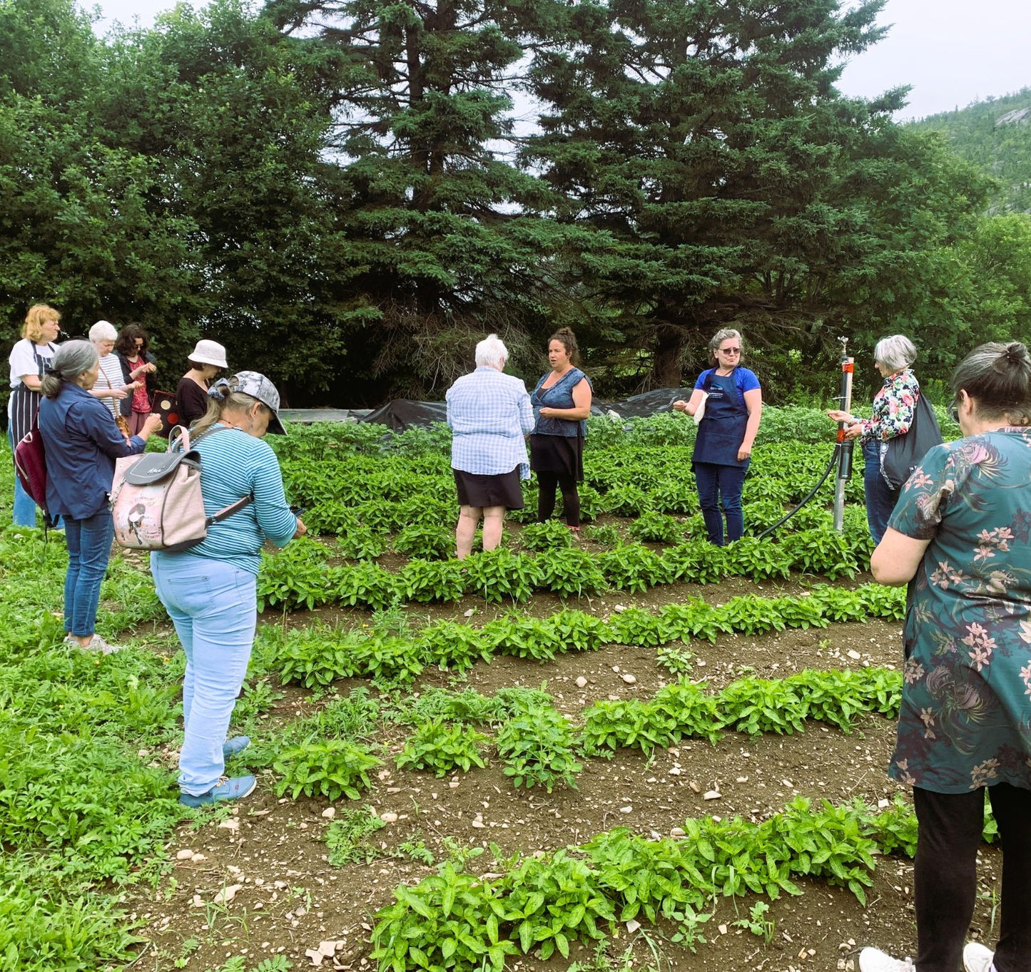 Visite au cœur de l'indigo & des plantes tinctoriales