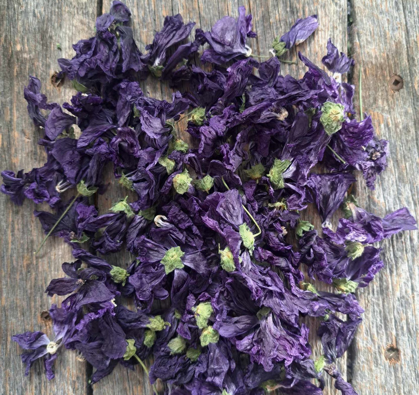 Mauve de Mauritanie - Malva sylvestris var. mauritiana