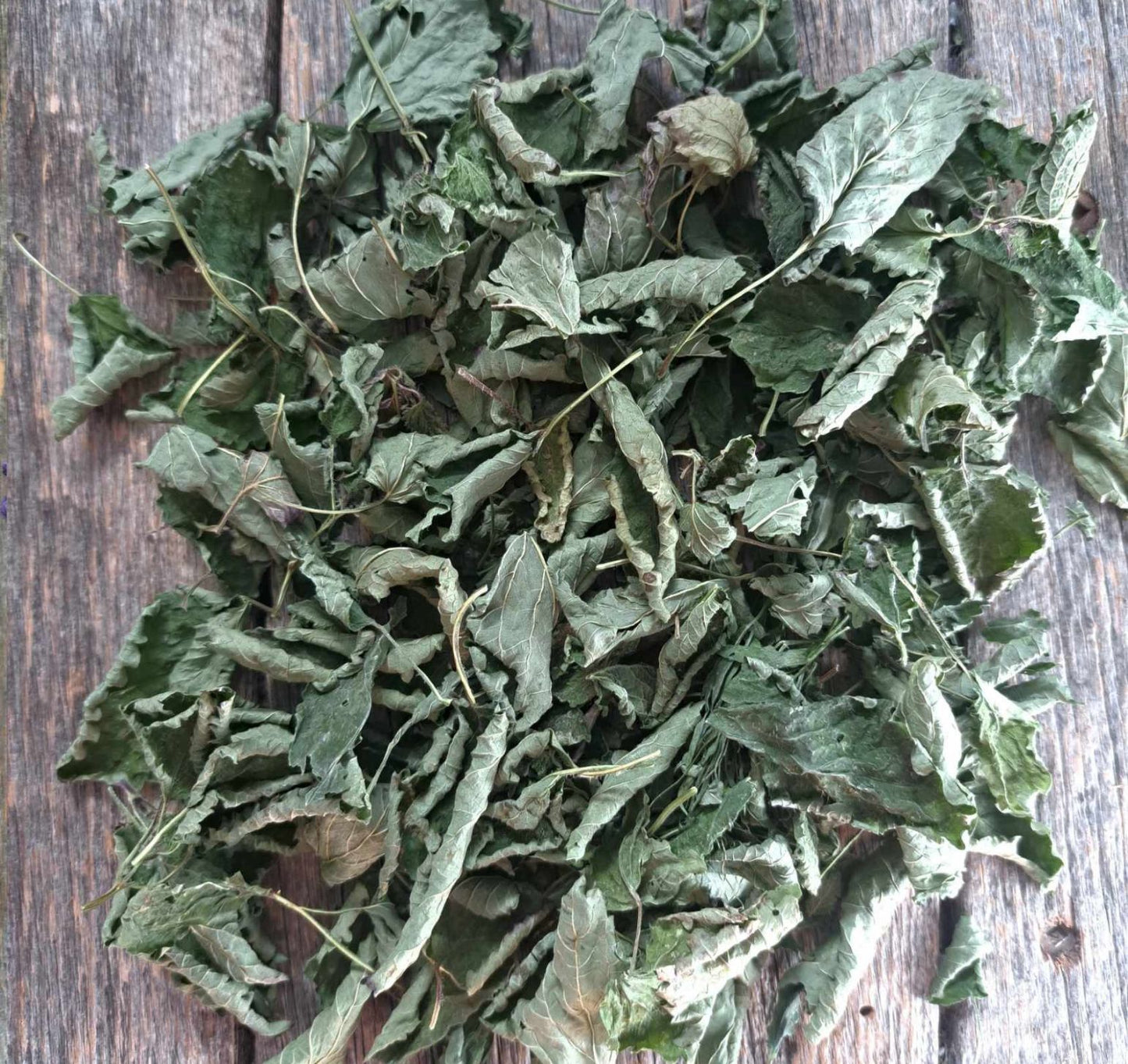 Mélisse - Melissa officinalis