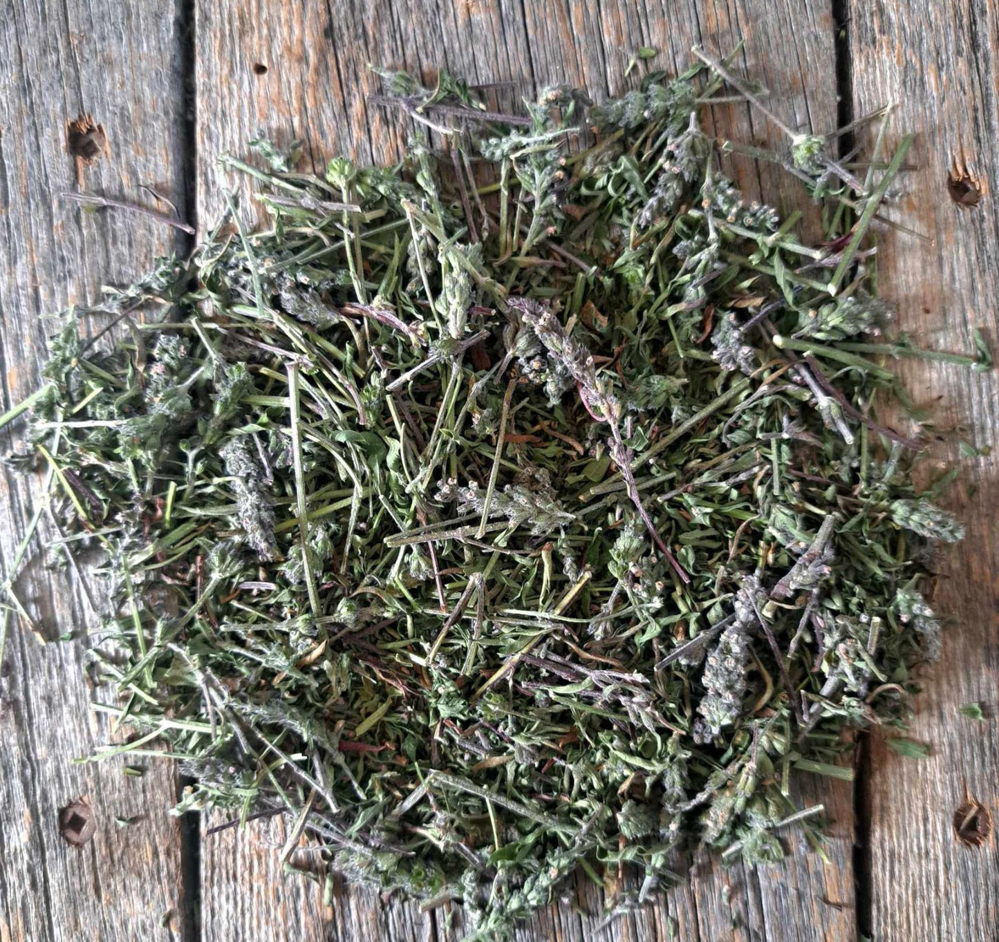 Cataire - Nepeta cataria