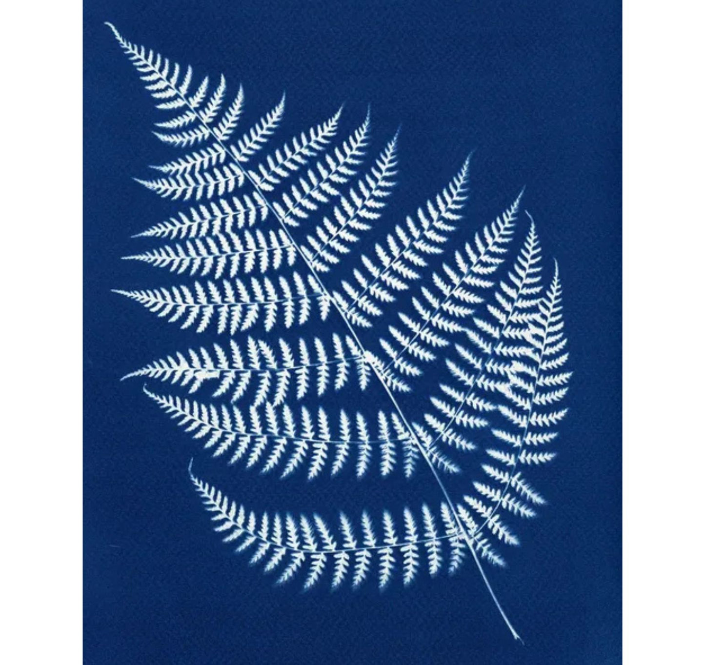 Atelier cyanotype